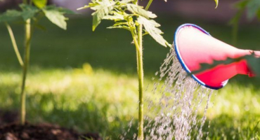 Peroxid vodíku pro krmení sazenic rajčat